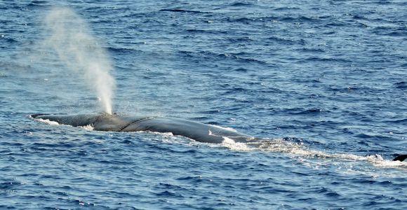 Savona: Pelagos Sanctuary Guided Cetacean Watching Tour