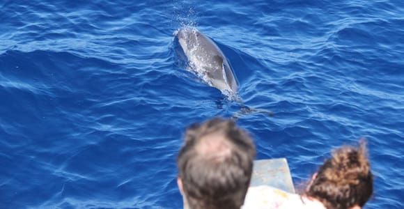 Varazze: Pelagos Sanctuary Wildlife Cruise z przewodnikiem