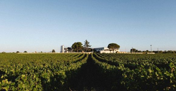 Bari/Gioia del Colle: przejażdżka rowerem wśród winnic i degustacja wina