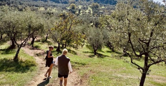 Montecatini Terme: Visita al olivar con cata de aceite