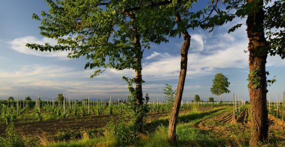 Pramaggiore : visite guidée et dégustation du domaine viticole Ornella Bellia
