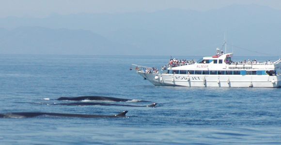 Варацце: экскурсия по китообразным в заповеднике Пелагос