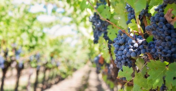Martina Franca: Degustacja wina i produktów lokalnych