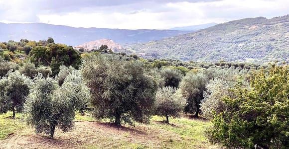 Seggiano: Visita guiada al olivar y degustación gastronómica